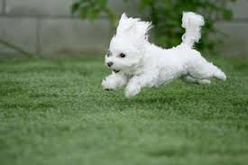 http://t2.gstatic.com/images?q=tbn:zX9KPqGcNRoSxM:http://jquery-ui.googlecode.com/svn/tags/1.5b4/tests/images/very-cute-puppy.jpg