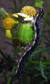 species of caterpillars