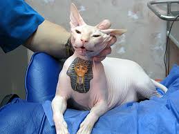 big cats tattoos