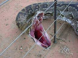 python