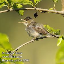 Zaganiacz blady Felosa-p�lida image
