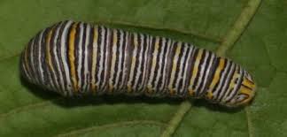 zebra swallowtail caterpillar