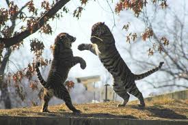 animal tigers