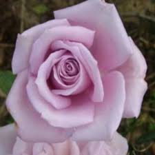 blue rose bushes
