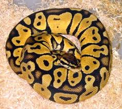 pastel ball python