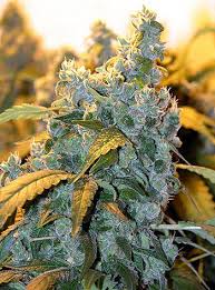 effects of marijuana