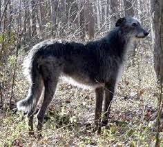SCOTTISH DEERHOUND