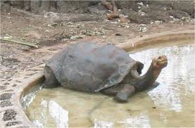Lonesome George