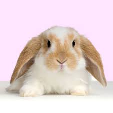 cute bunnys Lop_rabbit_easter