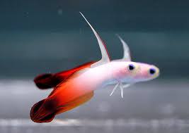 Firefish Goby 2-3 in.