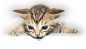kittens