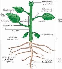 مراحل نمو النبات 0070na