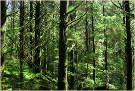 http://t2.gstatic.com/images?q=tbn:0c52USAxWa_fAM:http://www.sfmcanada.org/english/images/BCCoastalForest.jpg