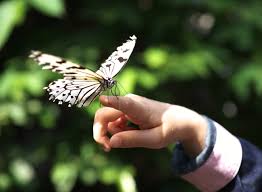 سحر الطبيعة مع الفراشات Yun_3450