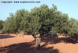 لزيتون يخفف الالام Olive-tree