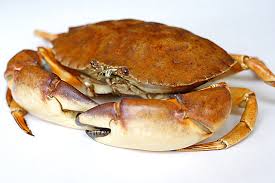 stone crab