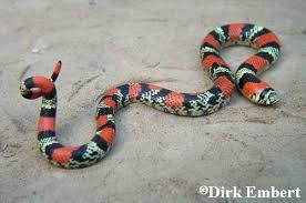 southern hognose snake