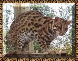 leopard cat pictures