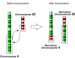 Translocation-4-20.png