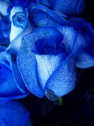 blue rose bushes