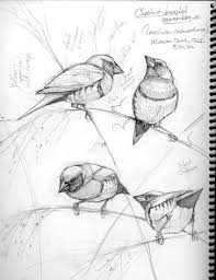 how to draw birds