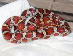 pictures corn snakes