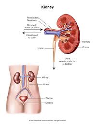 Acute Kidney Failure