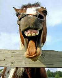 حيوانات مضحكة Laughing-horse