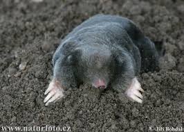  هل تعلم .. عالم الحيوان ؟؟ !!  European-mole-22725