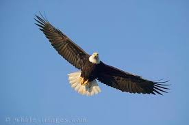 Not so soaring Eagles!