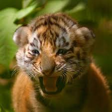 siberian tiger extinct