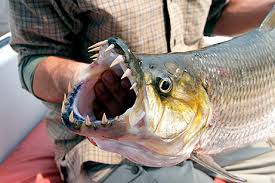 The Goliath tiger fish,