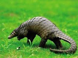 Pangolin