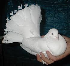 معلومات عامة عن طيور الحمام Pigeon_2revised
