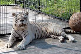 white tiger inbreeding