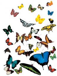لعبة الصور Butterflies3withgaps400