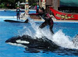 shamu shamu