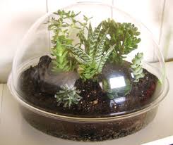 for terrariums yesterday,
