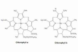 Hemoglobin and chlorophyll