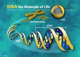 من اسرار الحمض النووي ... في علم الطب الجنائي DNA%2520Molecule%2520of%2520Life
