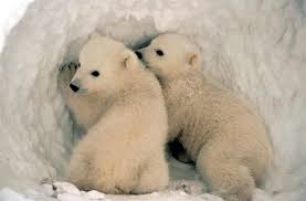 Polar Bears Polar-bear-cub-twins