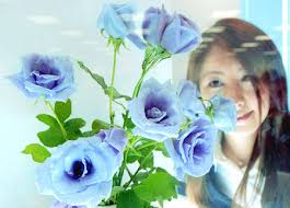suntory blue rose