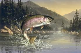 rainbow trout pictures
