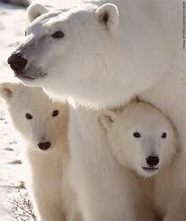 Polar Bears Polar-bears