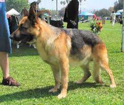 GermanShepherdWDH_Ap6D.jpg