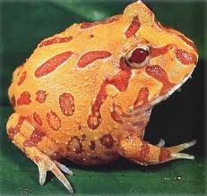 forget this unicorn frog?