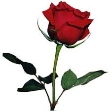 Rosa Rosa