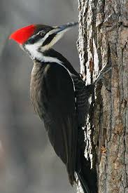 pileated woodpecker photo