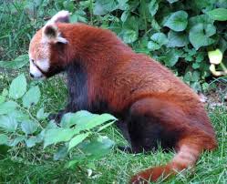 اغرب الحيوانات في العالم  Red_panda
