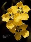 <b>Malpighiaceae</b>